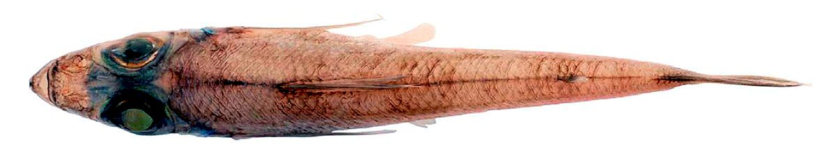 Chlorophthalmus agassizi_08.jpg